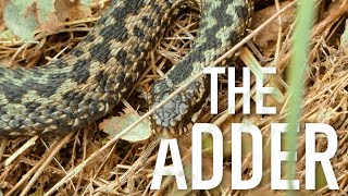 The Adder  The UK’s Only Venomous Snake [upl. by Nee670]