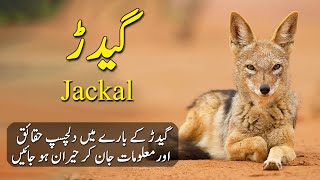 Amazing Facts and Documentary About Jackals in HindiUrdu  Gidar  Animal Adventurer [upl. by Jordanna]