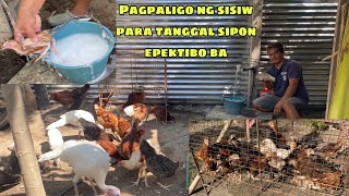 PAGPALIGO SA SISIW PARA TANGGAL SIPON EPEKTIBO BA  DISKARTE KUNG MAGRANGE NG SISIW  GENSAN CITY [upl. by Ellissa935]