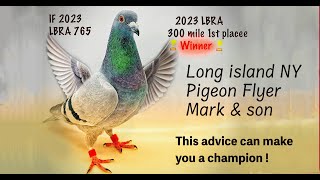 Mark and Son Loft shares secrets that can make you a pigeon champion [upl. by Fiorenza]