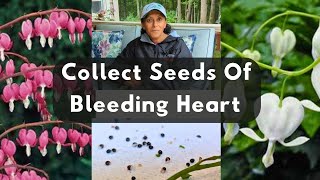 How To Collect Bleeding Heart Seeds  Plant Bleeding Heart Seeds amp Grow Plants [upl. by Eceinahs]