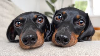 Mini Dachshunds in the forest Autumn [upl. by Ubald]