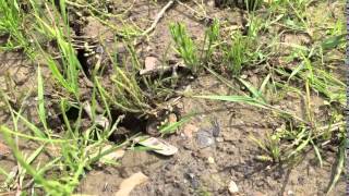 Running Natterjack toad [upl. by Ennaihs]