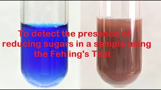 Fehlings test for Reducing Sugars  Urine Glucose Test  Fehlings Test for Glucose [upl. by Arehsat123]