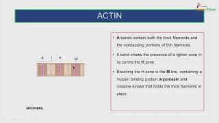 histology of muscle tissue [upl. by Lishe378]