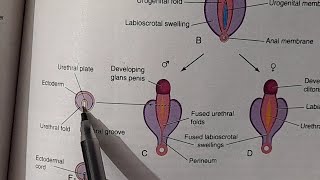 Development of genital system Part5Male and female external genitaliaUrogenital system Embryology [upl. by Nibla]