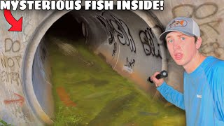 I Found a Hidden Tunnel INFESTED with Mysterious Fish [upl. by Netsuj]