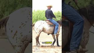 See Spot Spin reining reiningmasterclass horsetrainingtips [upl. by Novaat360]