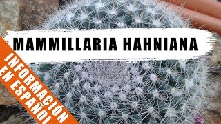 Mammillaria hahniana  Cactus de la semana  by Desert plants [upl. by Dilan]