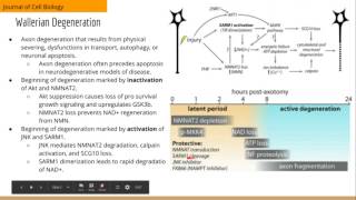 Axonal Autophagy Regulated by GSK3b Phosphorylation of MCL1 [upl. by Daahsar904]