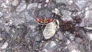 Grass Moth Urinating while Drinking Water キオビトビノメイガ（蛾）のおしっこ [upl. by Theis327]