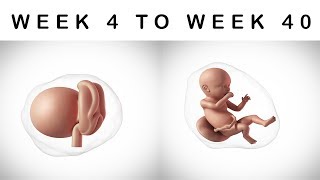 Fetal Development Week by Week Baby Growth in the Womb [upl. by Ahtebbat534]