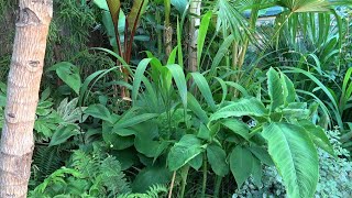 One of the most exotic looking grasses Setaria palmifolia CHB 2017 update [upl. by Iadrahc]