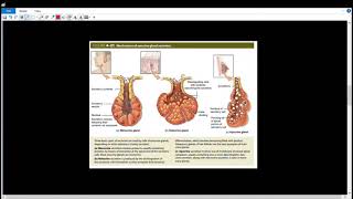 Exocrine Glands l6l الغدد خارجية الإفراز [upl. by Fahy]