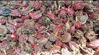 HARVESTING BLACK BIG CARDAMOM IN VILLAGE AREA❤️🌿🌱✨ [upl. by Xavier]