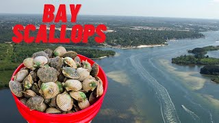 Scallops In Pasco County  Catch Clean Cook [upl. by Harobed201]