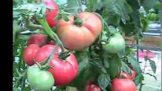 Kratky MethodDWCCompost Tea Hydroponics 6 Hydroponic Tomatoes [upl. by Aronid]