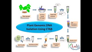 Plant Genomic DNA isolation using CTAB [upl. by Giuseppe902]