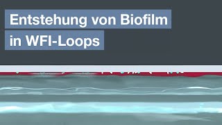 Entstehung von Biofilm in WFILoops [upl. by Lanny]