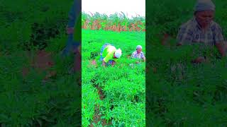 Chilli harvest trending vivasaye tenkasi agriculture [upl. by Ecnahoy]