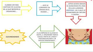 clase 2 septimo anabolismo y catabolismo de carbohidratos [upl. by Claudelle449]