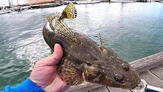 Land based Flathead Fishing with soft plastics [upl. by Rabma]