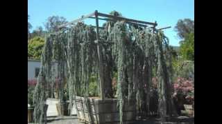 Weeping Blue Cedar [upl. by Isnam]