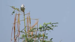 Blackshouldered kite [upl. by Adnirem]