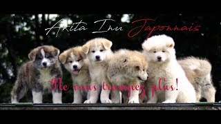 RACELAkita Inu Japonais [upl. by Seidule]