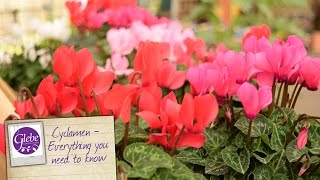 Cyclamen  Everything you need to know [upl. by Eirffej]