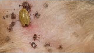 How To Take A Tick Off Your Dog  Remove Tick from poor dog Ep4 [upl. by Hen]