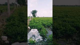 Aaj khet me pani dalna stat kar diya 👳🌱minivlog minivlogshorts dailyvlog shorts 2 days [upl. by Caty]