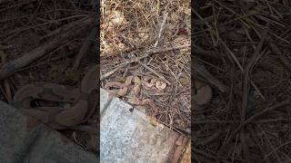 Finding THREE COPPERHEADS under metal alabamaherping copperhead herping flipclip snakes [upl. by Elleina]