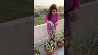 Harvest of Coriander Seeds  Organic Dhania organicgardening [upl. by Fidellia714]