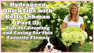 Growing and Caring for Hydrangeas The Tips You NEED to Know Kelly Lehman Unveils QUICK TIPS Part 3 [upl. by Ahsiner]