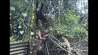 Margay cat Leopardus wiedii climbing with a chicken [upl. by Lillian582]