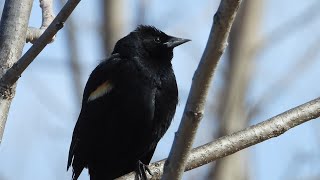 Redwinged Blackbird  Song [upl. by Aehr]