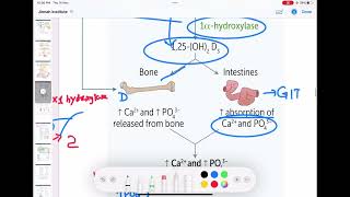 parathyroid hormone physiology part2 endocrinology 16  First Aid USMLE Step 1 in UrduHindi [upl. by Esilana]