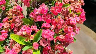 Tips To Get More Flowers On Euphorbia MiliiHow To Get More Flowers On Euphorbia MiliiIn Hindi [upl. by Kuster975]