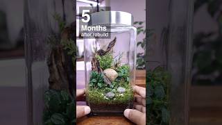 45 year old terrarium 5 months after rebuild [upl. by Almeta861]