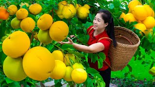 Harvesting Diospyros Decandra Fruit amp Goes To Market Sell  Gardening And Cooking  Lý Tiểu Vân [upl. by Susanna]