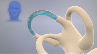 How the Inner Ear Balance System Works  Labyrinth Semicircular Canals [upl. by Esirtal228]