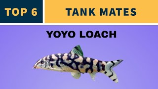 TOP 6 TANK MATES FOR YOYO LOACH [upl. by Ojeitak]