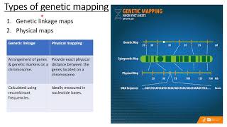 GENETIC MAPPING  LINKAGE MAP  CHROMOSOME MAP  PART1 [upl. by Ibok]