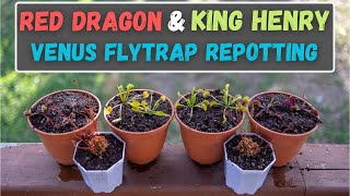 Lets Repot Some Venus Flytraps  Red Dragon Akai Ryu amp King Henry  Beginner Care Tips [upl. by Melesa]