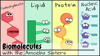 Biomolecules Older Video 2016 [upl. by Snoddy]