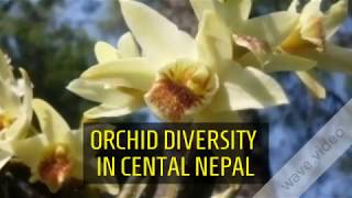 Orchid diversity in Nepal  Threatened Taxa [upl. by Kenji985]