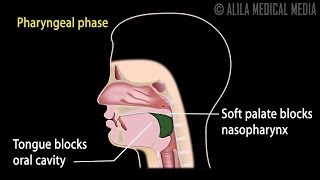 Swallowing Reflex Phases and Overview of Neural Control Animation [upl. by Amimej]