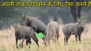 why the nilgai excited to fight every time techearth [upl. by Iand]