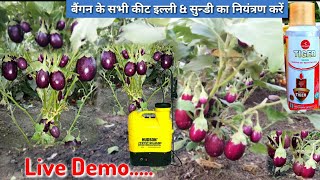 बैंगन की सभी कीटो इल्ली amp सुन्डी का नियंत्रण करे  Triazophos 35  Deltamethrin 1 EC  बैंगन खेती [upl. by Freya419]